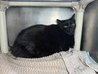 Adopt Cinder a Domestic Shorthair cat in Roanoke, VA (41250813)