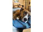 Adopt Kona a Brindle - with White Boxer / American Pit Bull Terrier / Mixed dog