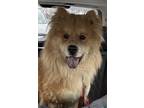 Adopt Smurf **ADOPTED** a Red/Golden/Orange/Chestnut Chow Chow / Mixed dog in