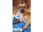 Adopt Elvis a Dachshund / Terrier (Unknown Type, Small) / Mixed dog in