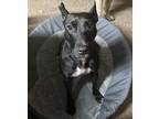 Adopt Raven a Black - with White Mutt / Mixed dog in Jacksonville, FL (41250481)