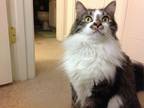 Adopt Rajah a Black & White or Tuxedo Norwegian Forest Cat / Mixed (long coat)