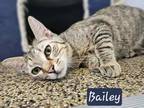 Adopt Bailey a Brown Tabby Domestic Shorthair / Mixed Breed (Medium) / Mixed