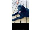Adopt Raven a Black Labrador Retriever / Mixed dog in Appleton, ME (41250494)