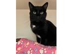 Adopt CARAMELLO a All Black Domestic Shorthair (short coat) cat in Royal Oak