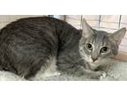 Adopt Scooter a Gray, Blue or Silver Tabby Domestic Shorthair / Mixed (short