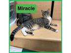 Adopt Miracle a Gray, Blue or Silver Tabby Domestic Shorthair / Mixed (short