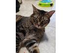 Adopt Teddy Bear a Gray or Blue Domestic Shorthair / Mixed Breed (Medium) /