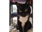 Adopt Socks a All Black Domestic Shorthair / Mixed Breed (Medium) / Mixed (short