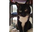 Adopt Socks a All Black Domestic Shorthair / Domestic Shorthair / Mixed cat in