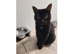 Adopt Steffy a All Black Domestic Shorthair / Domestic Shorthair / Mixed cat in