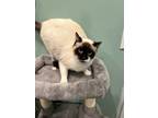 Adopt DALIA a Cream or Ivory Snowshoe (short coat) cat in Royal Oak