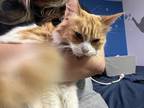 Adopt Ally a Orange or Red Tabby Tabby / Mixed (medium coat) cat in