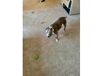 Adopt Molly a Gray/Blue/Silver/Salt & Pepper American Pit Bull Terrier / Mixed