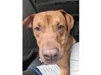 Adopt Scoobie Doo a Red/Golden/Orange/Chestnut Pit Bull Terrier / Mixed dog in