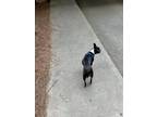Adopt Pepi a White - with Black Boston Terrier / Mixed dog in Atlanta