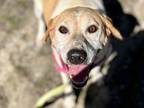 Adopt Tamara a Tan/Yellow/Fawn Hound (Unknown Type) / Mixed dog in Marshall