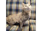 Adopt KRYSTAL a Domestic Shorthair / Mixed (short coat) cat in Sandusky
