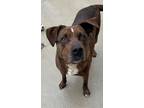 Adopt Golden a Black American Staffordshire Terrier / Mixed dog in Jackson