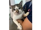 Adopt Meeko* Fl-21 a Domestic Shorthair / Mixed cat in Pomona, CA (41250262)