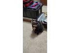 Adopt Pounce a Tortoiseshell Domestic Shorthair / Mixed (short coat) cat in