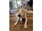 Adopt Shumai a White Bull Terrier / Mixed dog in San Diego, CA (41250421)
