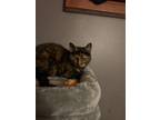 Adopt Callie a Black (Mostly) Calico / Mixed (medium coat) cat in Indianapolis