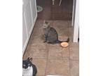 Adopt Tigerowl a Brown Tabby Tabby / Mixed (medium coat) cat in Orlando