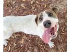 Adopt Valentine a White Mixed Breed (Large) / Mixed dog in Green Cove Springs