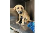 Adopt Nesta a Tan/Yellow/Fawn Labrador Retriever / Mixed Breed (Medium) / Mixed