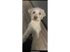 Adopt Osito a White Shih Poo / Mixed dog in Mechanicsville, VA (41250129)