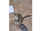Adopt 4socks a Gray or Blue (Mostly) American Wirehair / Mixed (short coat) cat