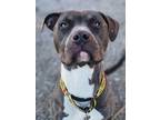 Adopt Frazier a Gray/Silver/Salt & Pepper - with White American Pit Bull Terrier
