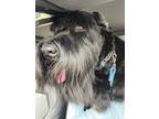 Adopt Molly a Black Schnauzer (Giant) / Mixed dog in Glenview, IL (41250172)