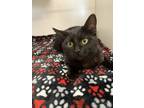 Adopt WhipLash a All Black Domestic Shorthair / Domestic Shorthair / Mixed cat