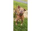 Adopt Ursula a Brown/Chocolate Mixed Breed (Medium) / Mixed dog in Reidsville