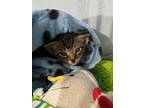 Adopt 55680518 a Brown Tabby Domestic Shorthair / Mixed Breed (Medium) / Mixed