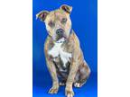 Adopt TANK a Tan/Yellow/Fawn American Pit Bull Terrier / Mixed dog in Port