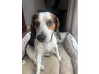 Adopt Bailey a Brown/Chocolate - with White Beagle / Mixed dog in New Holland
