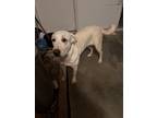 Adopt Princess a White Great Pyrenees / American Staffordshire Terrier / Mixed