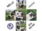 Adopt Mello (momo) a White American Staffordshire Terrier / Mixed Breed (Medium)