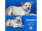 Adopt Noodles a White Australian Cattle Dog / Mixed dog in Port Allen