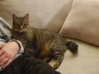 Adopt Husky a Brown Tabby Domestic Shorthair / Mixed (short coat) cat in