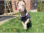 Adopt Sourdough a Tan/Yellow/Fawn American Staffordshire Terrier / Mixed dog in