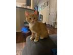 Adopt Chase SH a Orange or Red Domestic Shorthair / Domestic Shorthair / Mixed