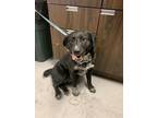 Adopt 55741549 a Black Australian Cattle Dog / Mixed Breed (Medium) / Mixed