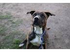 Adopt Tony a Brindle Mixed Breed (Large) / Mixed dog in Newton, KS (41102135)