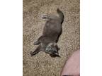 Adopt angel a Gray or Blue Russian Blue / Mixed (medium coat) cat in Louisville