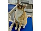 Adopt Clementine a Orange or Red Domestic Shorthair / Domestic Shorthair / Mixed