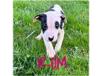 Adopt Rom a Black - with White American Pit Bull Terrier / Mixed dog in Garden